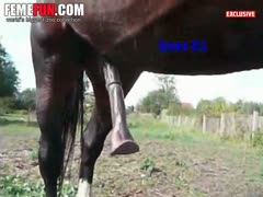 [Donkey Sex] Beastiality fetish movie featuring two donkey's fucking in the barn
